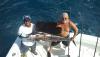 Sailfish Ray small.jpg